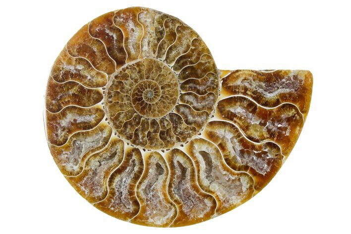 Cut & Polished Ammonite Fossil (Half) - Madagascar #354182